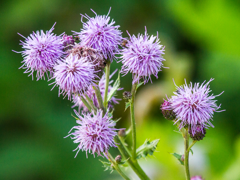 Creeping Thistle